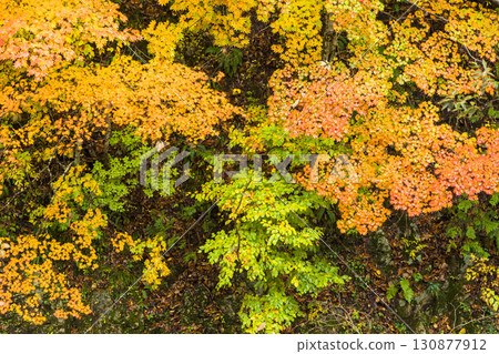 Teruha Gorge is colored by the beautiful autumn colors 130877912