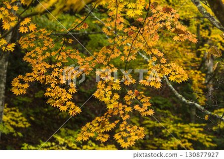 Teruha Gorge dyed in autumn colors Teruha Gorge dyed in autumn colors 130877927