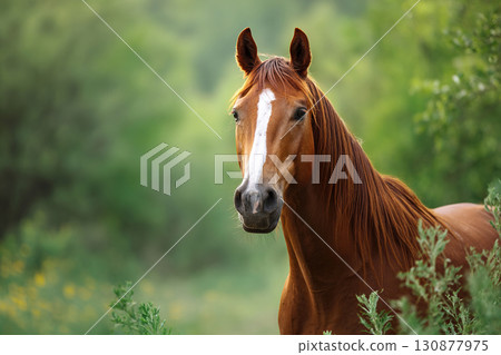 Portrait of a red horse against the backdrop of green nature. Blurred background and beautiful animal. Horse is a symbol of the new year 2026. Postcard, calendar. 130877975