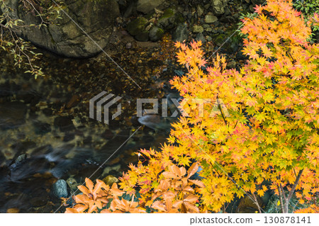 照羽溪谷染上秋色 照羽溪谷染上秋色 130878141