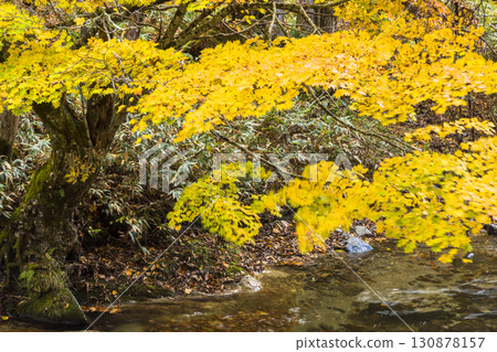Maple leaves swaying in the wind at Teruha Gorge Maple leaves swaying in the wind at Teruha Gorge 130878157