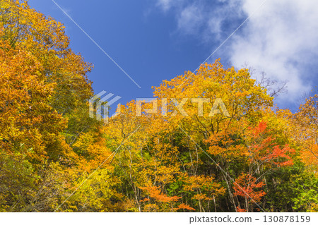 Autumn leaves shining against the blue sky at Teruha Gorge Autumn leaves shining against the blue sky at Teruha Gorge 130878159