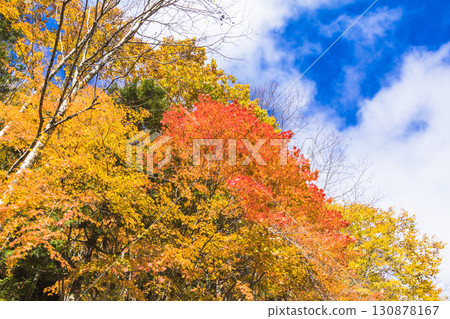 Teruha Gorge, where maple leaves shine Teruha Gorge, where maple leaves shine 130878167