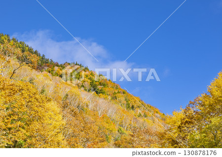 Autumn leaves shining against the blue sky at Teruha Gorge Autumn leaves shining against the blue sky at Teruha Gorge 130878176