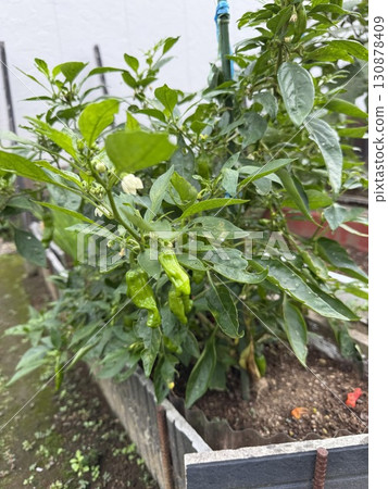 Chili pepper in the kitchen garden 130878409