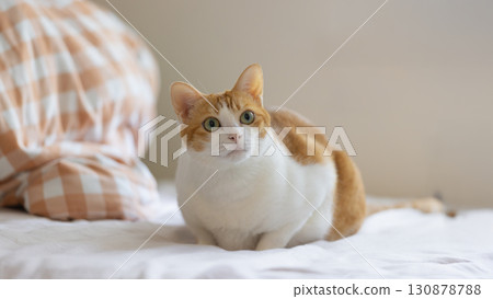 ginger cat sit on the bed and watching 130878788