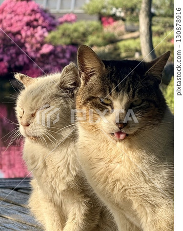 兩隻貓一起沐浴早晨的陽光 兩隻貓一起沐浴早晨的陽光 130878916