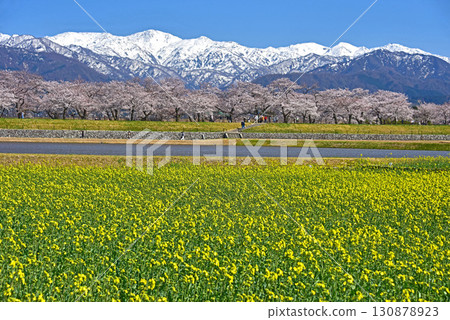 富山縣旭町、旭船川、櫻花、油菜花、旭岳 富山縣旭町、旭船川、櫻花、油菜花、旭岳 130878923