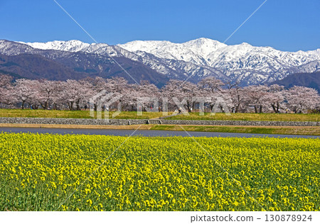 富山縣旭町、旭船川、櫻花、油菜花、旭岳 富山縣旭町、旭船川、櫻花、油菜花、旭岳 130878924