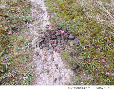 A pile of horse animal poop manure on a country path 130878960
