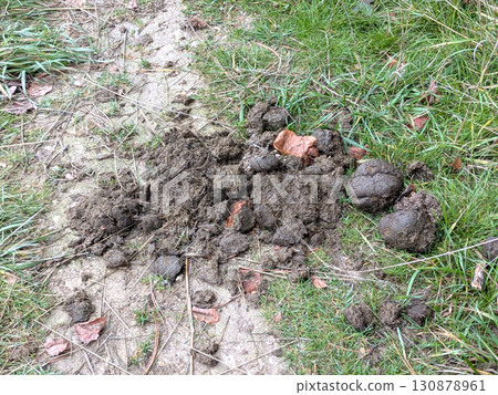 A pile of horse animal poop manure on a country path A pile of horse animal poop manure on a country path 130878961