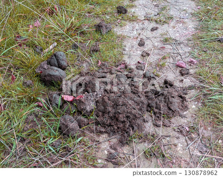 A pile of horse animal poop manure on a country path 130878962