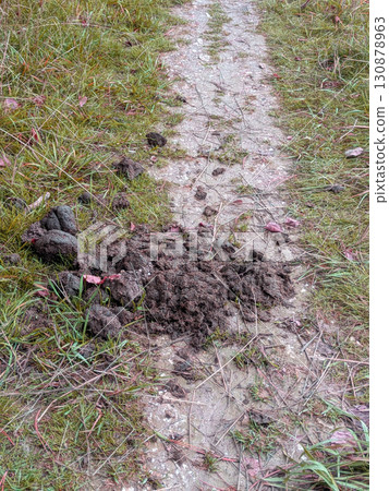 A pile of horse animal poop manure on a country path A pile of horse animal poop manure on a country path 130878963