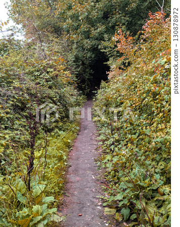 A gentle walk through British autumn woodland paths lots of trees and leaves 130878972