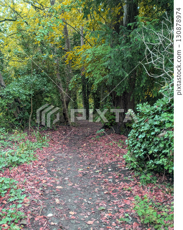 A gentle walk through British autumn woodland paths lots of trees and leaves A gentle walk through British autumn woodland paths lots of trees and leaves 130878974