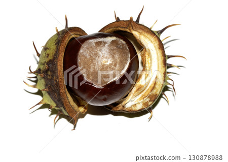 Close up of horse chestnut seed conkers on white background Close up of horse chestnut seed conkers on white background 130878988
