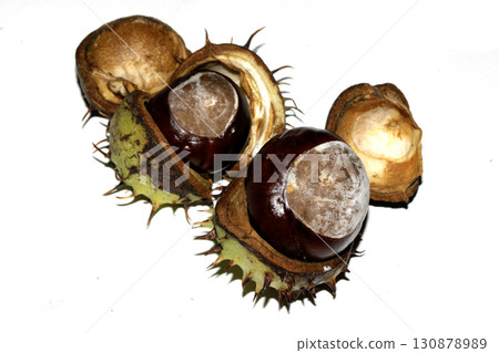 Close up of horse chestnut seed conkers on white background Close up of horse chestnut seed conkers on white background 130878989