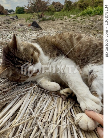 A gentle handshake with a stray cat A gentle handshake with a stray cat 130879134