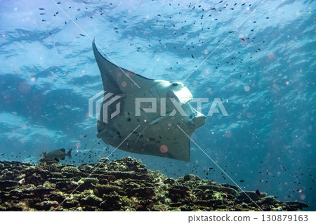 Manta 130879163