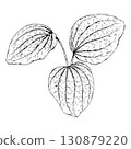 Black and white vector illustration of plantain Plantago major leaves. Hand drawn botanical sketch of wild medicinal herb foliage, used in herbalism, folk medicine, apothecary packaging, natural 130879220