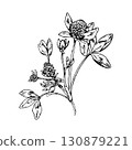 Black and white vector illustration of clover plant with blooming round flower heads and detailed leaves. Hand drawn botanical drawing of meadow herb used in traditional medicine 130879221