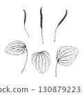 Black and white vector set of plantain Plantago major with leaves and flower spikes. Hand drawn botanical illustration of wild medicinal herb used in folk medicine, apothecary labels and herbal design 130879223