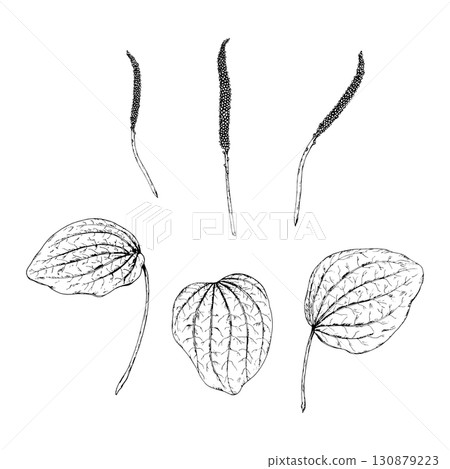 Black and white vector set of plantain Plantago major with leaves and flower spikes. Hand drawn botanical illustration of wild medicinal herb used in folk medicine, apothecary labels and herbal design Black and white vector set of plantain Plantago major with leaves and flower spikes. Hand drawn botanical illustration of wild medicinal herb used in folk medicine, apothecary labels and herbal design 130879223