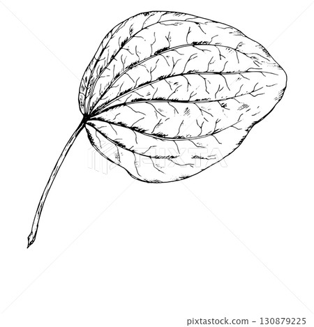 Black and white vector illustration of a single plantain leaf with distinct veins and natural shape. Hand drawn botanical drawing of wild medicinal herb used in natural remedies. 130879225