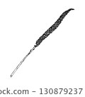 Black and white vector illustration of plantain flower spike with slim elongated stem and detailed texture. Hand drawn botanical drawing of wild medicinal herb used in folk medicine 130879237