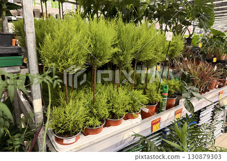 Sale of ornamental trees in a garden store. High quality photo 130879303