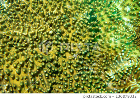 石垣海 石垣海 130879332