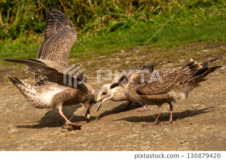 Group of juvenile seagulls interacting on rocky ground Group of juvenile seagulls interacting on rocky ground 130879420