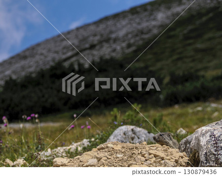 groundhog marmot outside hole nest in dolomites mountains 130879436