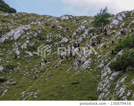 Dolomites mountains goat group flock 130879438