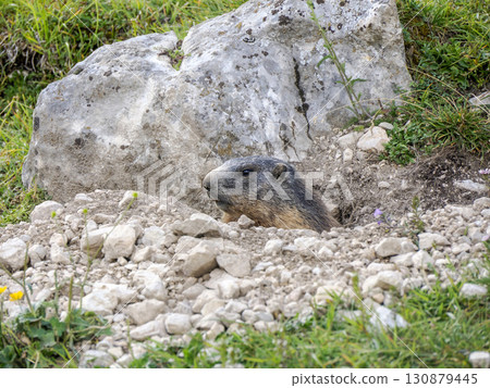 groundhog marmot outside hole nest in dolomites mountains 130879445