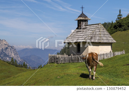 alpine cow detail in dolomites alpine cow detail in dolomites 130879452