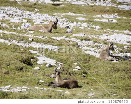 Family of Ibex steinbock on portrait dolomites mountain 130879453