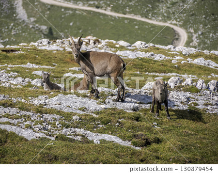 Family of Ibex steinbock on portrait dolomites mountain 130879454