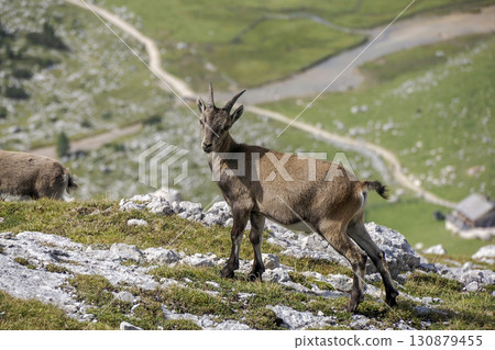 Ibex steinbock on portrait dolomites mountain Ibex steinbock on portrait dolomites mountain 130879455