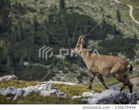 Ibex steinbock on portrait dolomites mountain Ibex steinbock on portrait dolomites mountain 130879456
