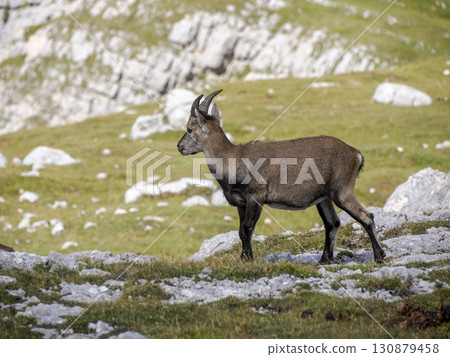 Ibex steinbock on portrait dolomites mountain 130879458