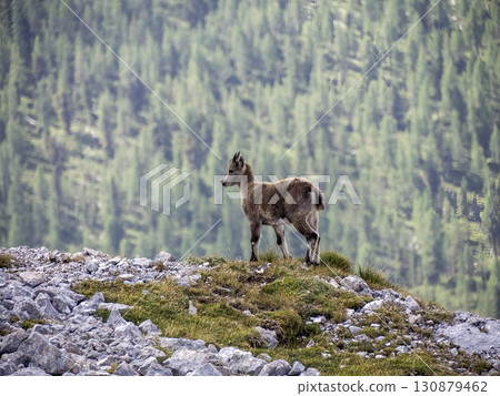 Baby newborn Ibex steinbock on portrait dolomites mountain Baby newborn Ibex steinbock on portrait dolomites mountain 130879462