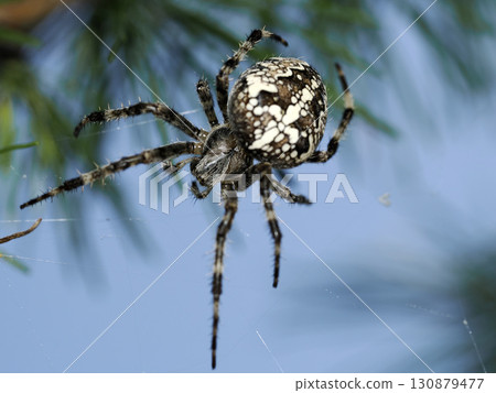 Araneus diadematus spider close up macro in dolomites Araneus diadematus spider close up macro in dolomites 130879477