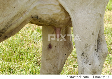 alpine cow detail in dolomites alpine cow detail in dolomites 130879484