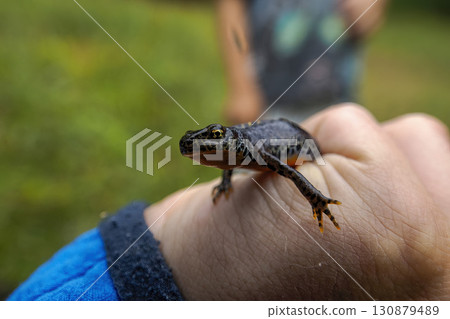 Hand showing a Ichthyosaura alpestris alpine salamander in dolomites 130879489