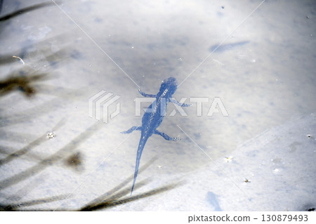 Ichthyosaura alpestris alpine salamander in dolomites Ichthyosaura alpestris alpine salamander in dolomites 130879493