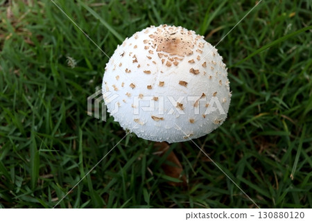 Close up a False parasol on green grass. Close up a False parasol on green grass. 130880120