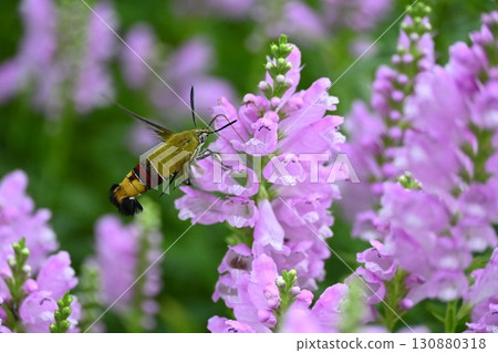 A large hawk moth sucking nectar from a loosestrife A large hawk moth sucking nectar from a loosestrife 130880318