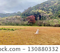 A large dog sitting alone on a grassy plain covered in autumn leaves 130880332