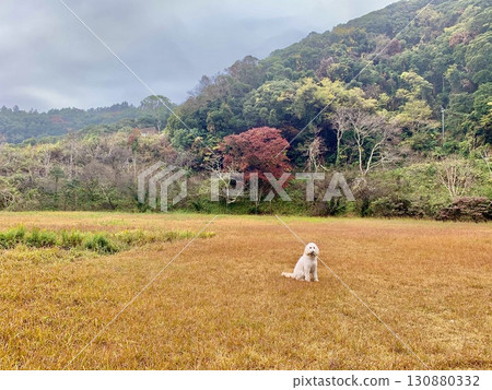 A large dog sitting alone on a grassy plain covered in autumn leaves 130880332